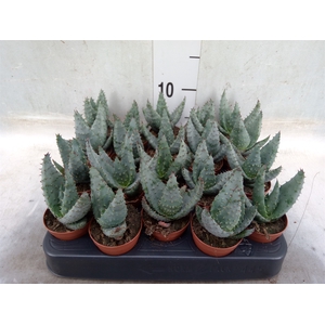 Aloe reitzii