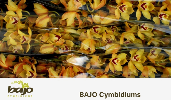 <h4>CYMB T COOKSBRIDGE</h4>