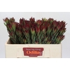 Leucadendron Blush Spray