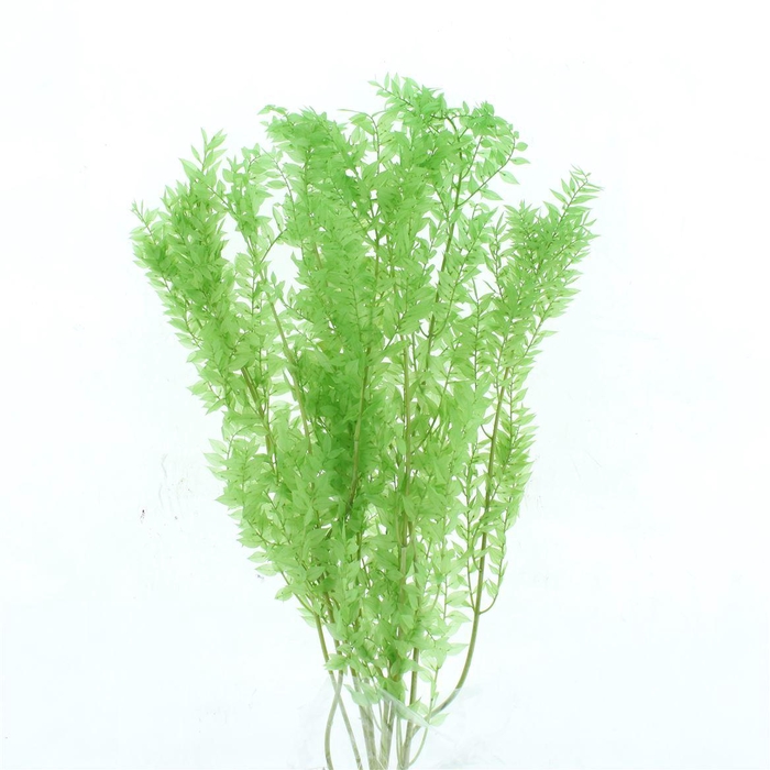 <h4>Pres Ruscus Soft Bleached Light Green Per Stem</h4>
