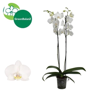 ColorZ - Phalaenopsis Wit 2 tak