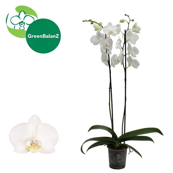<h4>ColorZ - Phalaenopsis Wit 2 tak</h4>