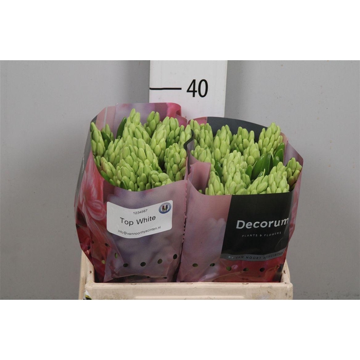 <h4>Hyac Top White</h4>