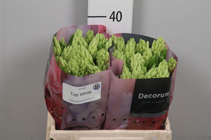 <h4>Hyac Top White</h4>