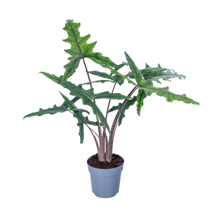 <h4>Alocasia Sabrina Narrow 24cm</h4>