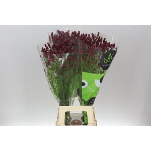 Sanguisorba Off Red Dream