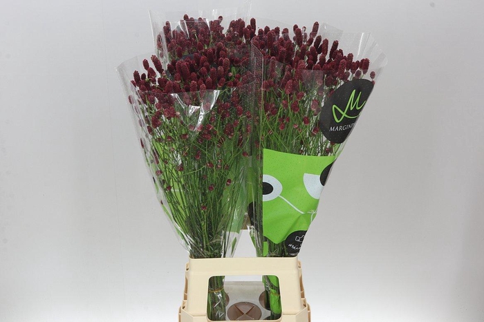 <h4>Sanguisorba Off Red Dream</h4>