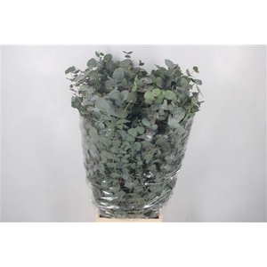 Euc Cinerea Per Bunch 300 Gram