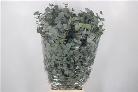 <h4>Euc Cinerea Per Bunch 300 Gram</h4>