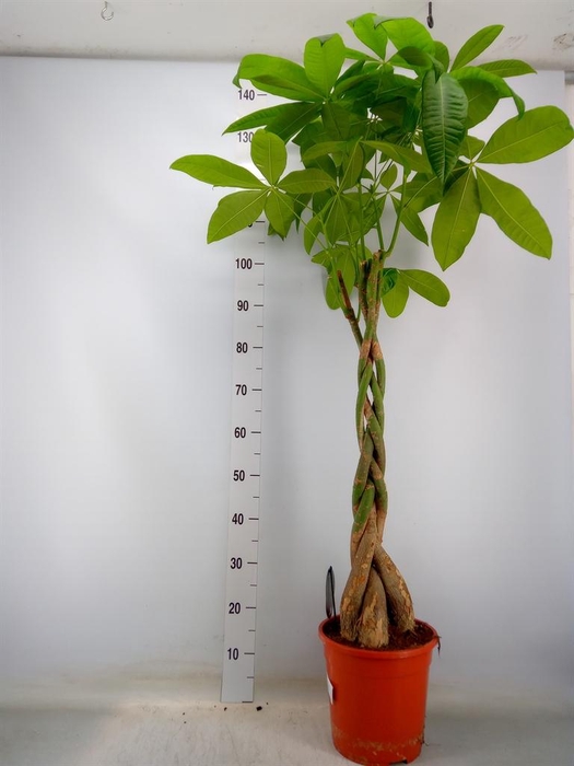 <h4>Pachira aquatica</h4>