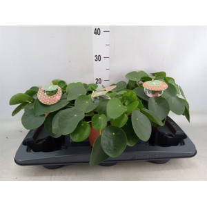 Pilea peperomoides