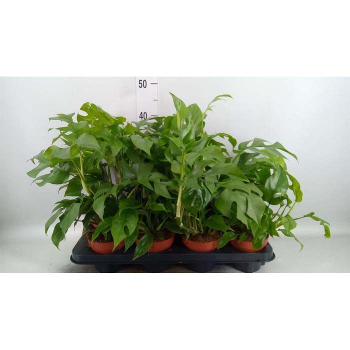 <h4>Rhaphidophora tetrasperma</h4>