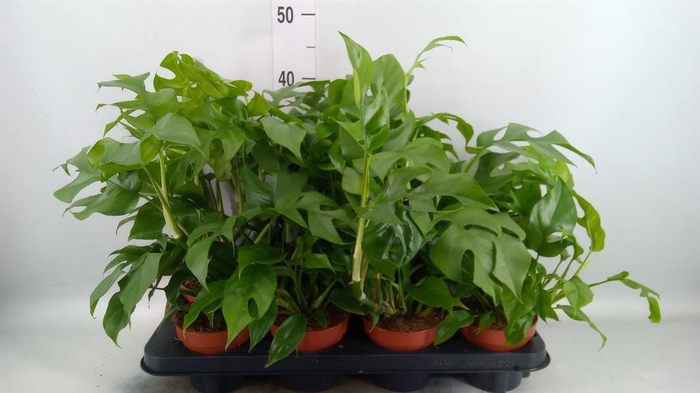 Rhaphidophora tetrasperma