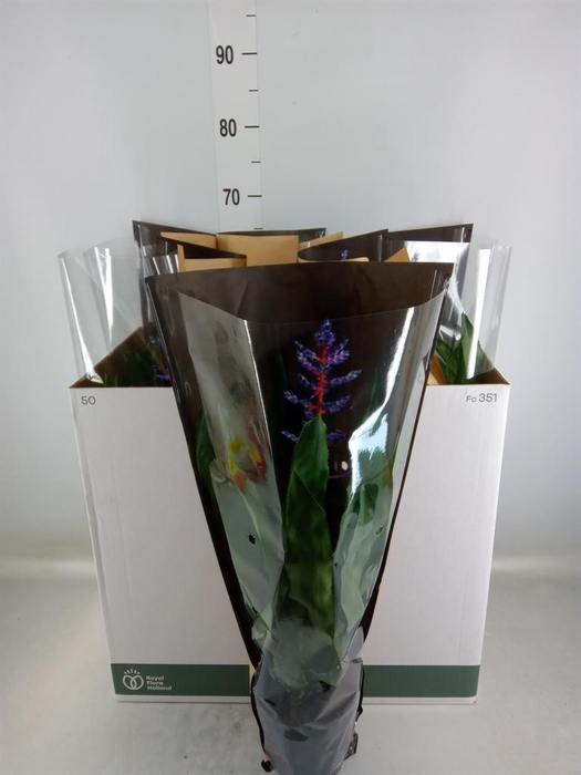 <h4>Aechmea  'Blue Rain'</h4>