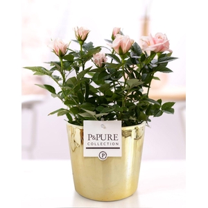 Rosa light pink in P&PURE Laryssa ceramics shiny gold