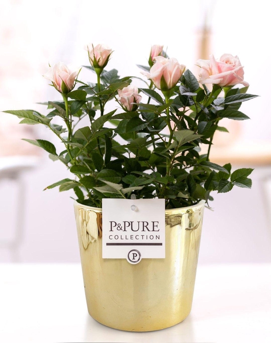 <h4>Rosa light pink in P&PURE Laryssa ceramics shiny gold</h4>