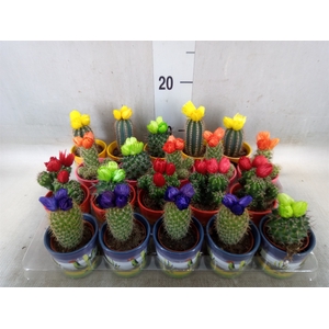 Cactus   ...decorated