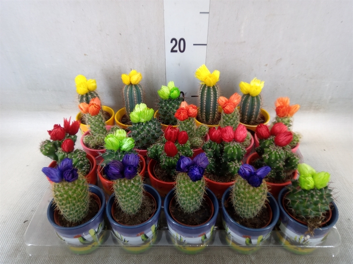 <h4>Cactus   ...decorated</h4>
