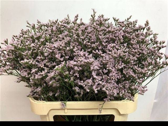 <h4>LIM MR SILVER PINK</h4>