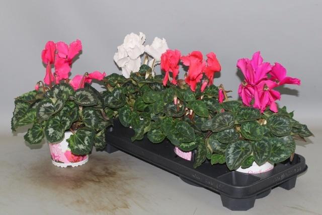 <h4>CYCL GR HAL CURLY</h4>