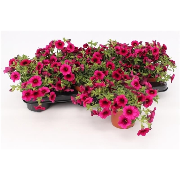 <h4>Calibrachoa Purple</h4>