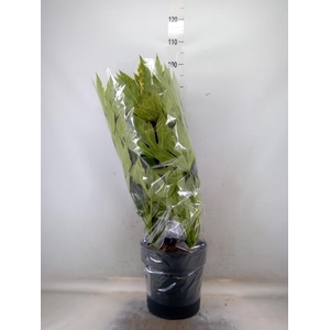 Fatsia japonica 'Variegata'