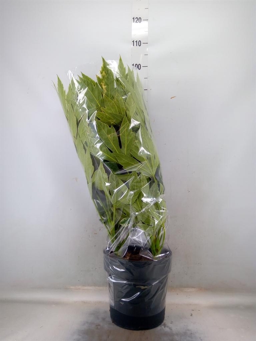 Fatsia japonica 'Variegata'