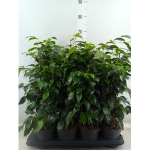 Ficus benja. 'Danielle'