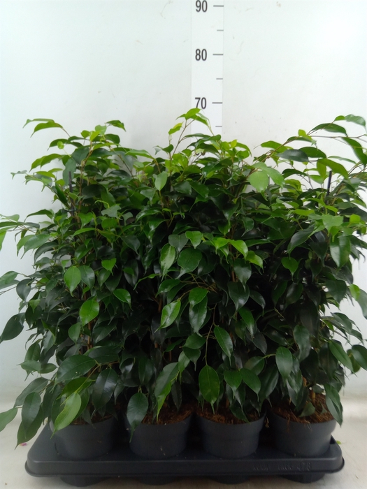 <h4>Ficus benja. 'Danielle'</h4>