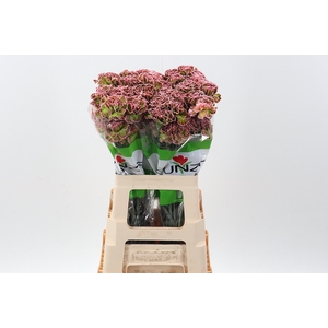 Di St Tinted Hortensia