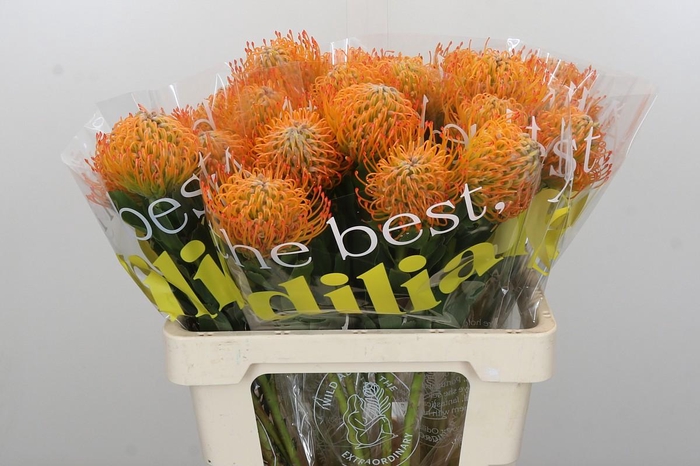 <h4>Nutans Ayoba Sun</h4>