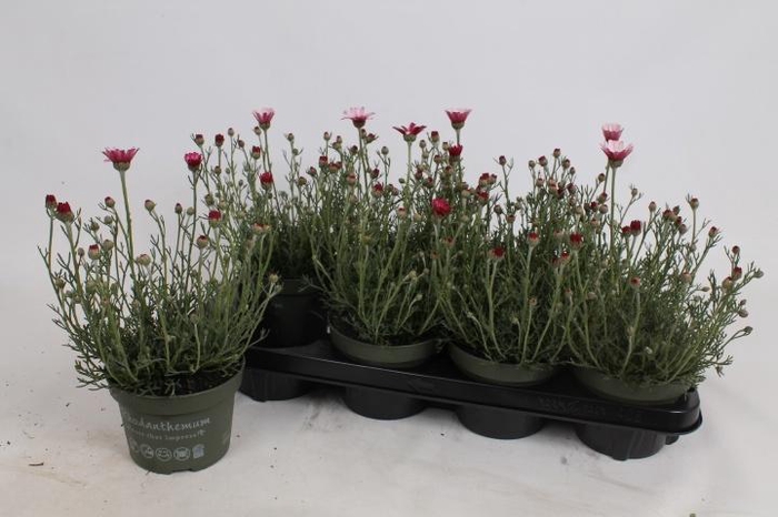 <h4>RHODAN H ZAGORA PINK</h4>