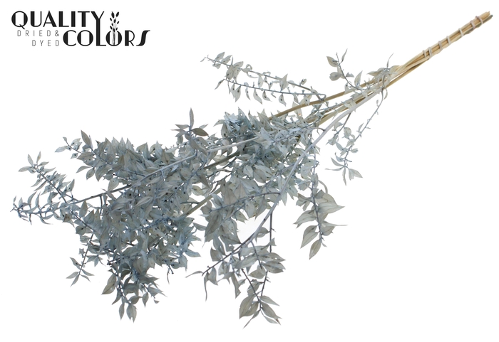 Ruscus 70cm 5 pc/bunch Bleached Light Blue (2x5 bunch/poly)