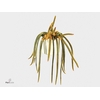 Aporocactus flagelliformis