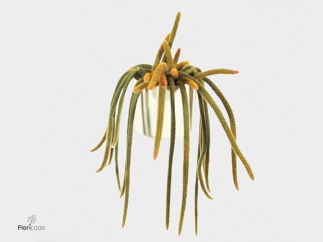 Aporocactus flagelliformis