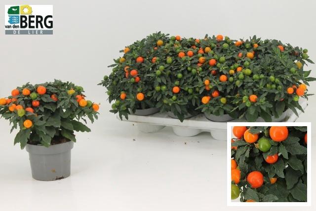 <h4>SOLAN PSEUDOCAPSIC</h4>