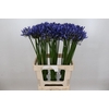 Agapanthus Uri