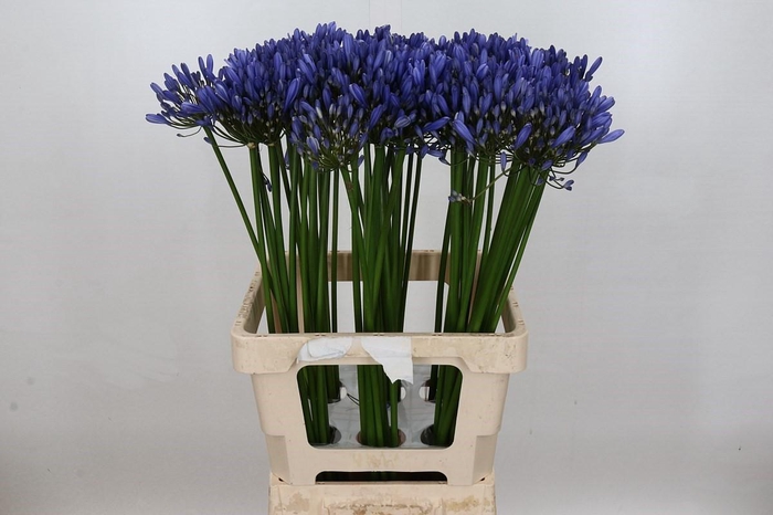 <h4>Agapanthus Uri</h4>