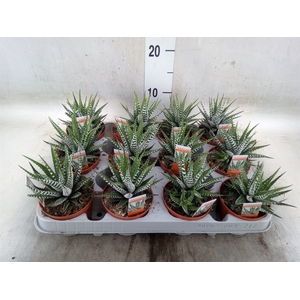 Haworthia fasciala 'Big Band'