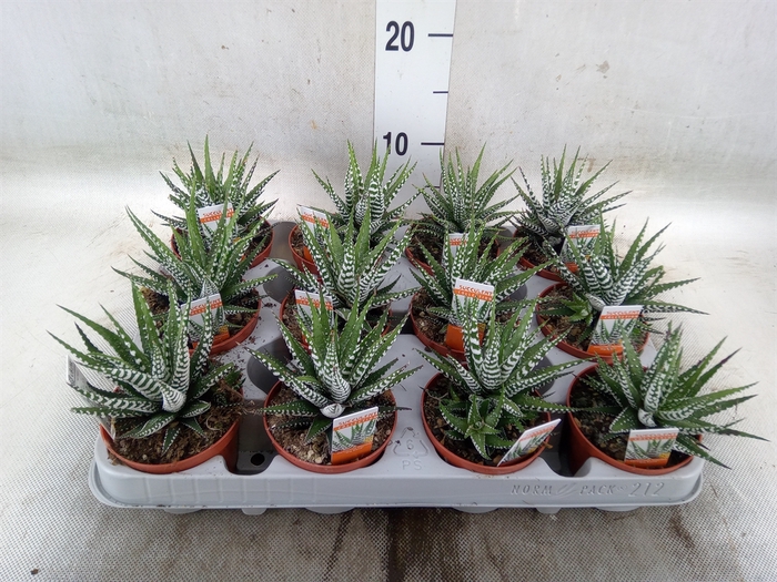 <h4>Haworthia fasciala 'Big Band'</h4>