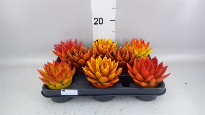 <h4>Echeveria 'Miranda'</h4>