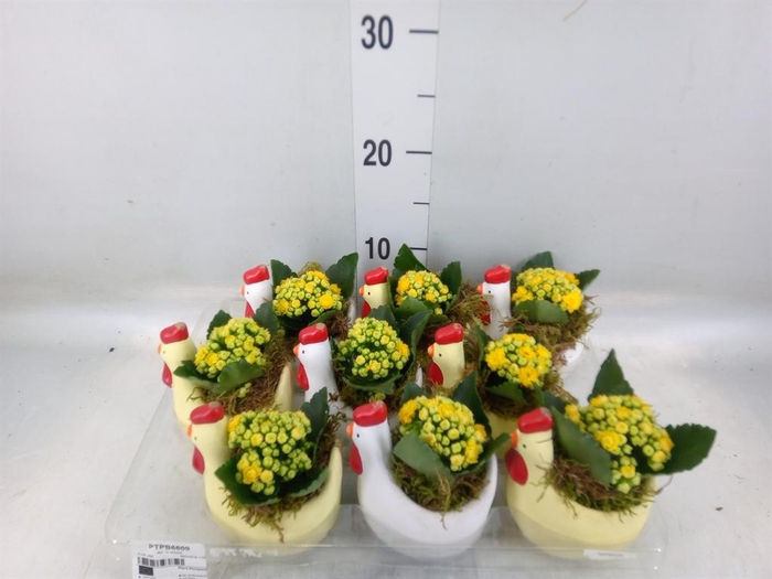 <h4>Arr. Pasen L%</h4>