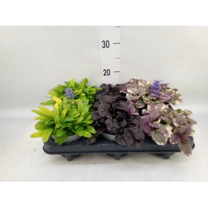 Ajuga  'Feath Friends'   ...mix