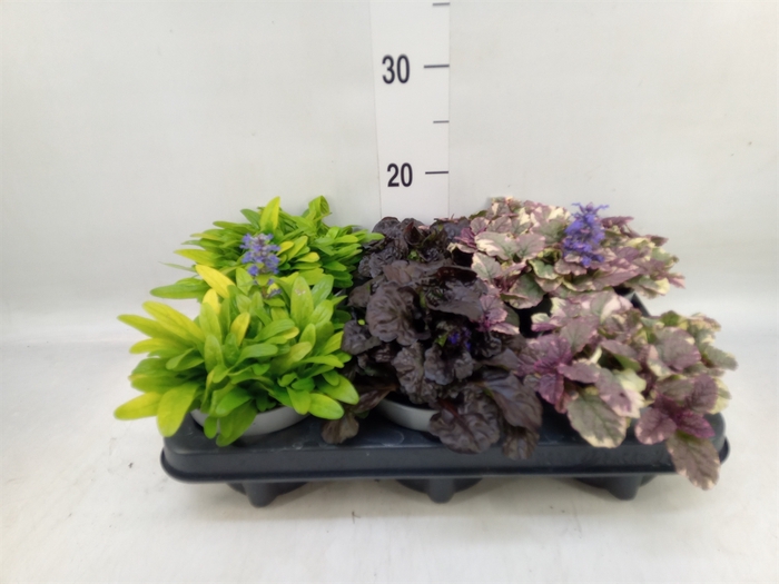<h4>Ajuga  'Feath Friends'   ...mix</h4>