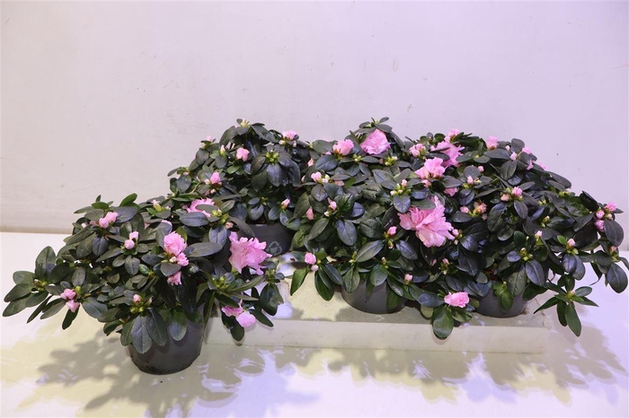 <h4>Rhodo Si Rose Vogel</h4>