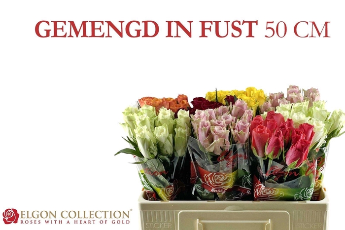 <h4>R GR GEM IN FUST</h4>