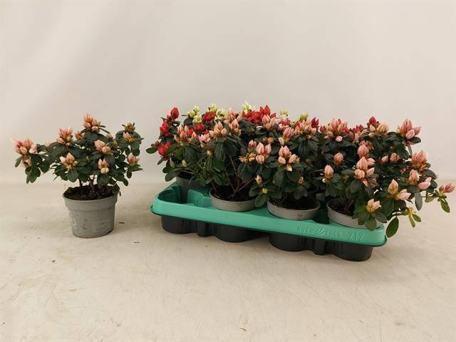 <h4>Rhodo Si Gem</h4>