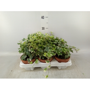 Hedera helix 'Eva'