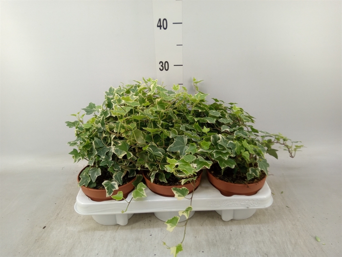 <h4>Hedera helix 'Eva'</h4>