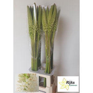 EREMURUS HIMALAICUS